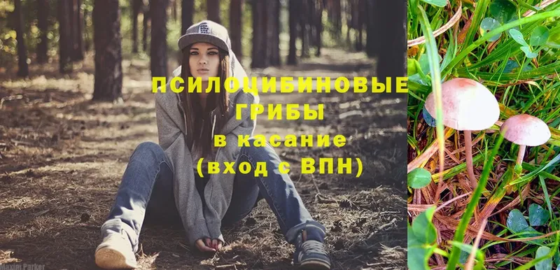 Галлюциногенные грибы Magic Shrooms  Краснознаменск 